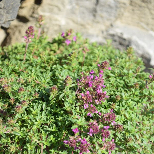 Der frühblühender Sand-Thymian - Thymus Purple Beauty