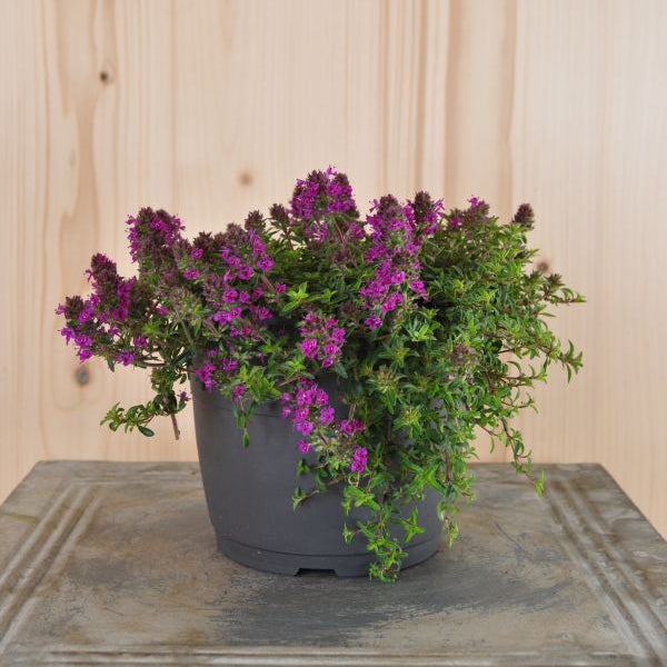 Der frühblühender Sand-Thymian - Thymus Purple Beauty