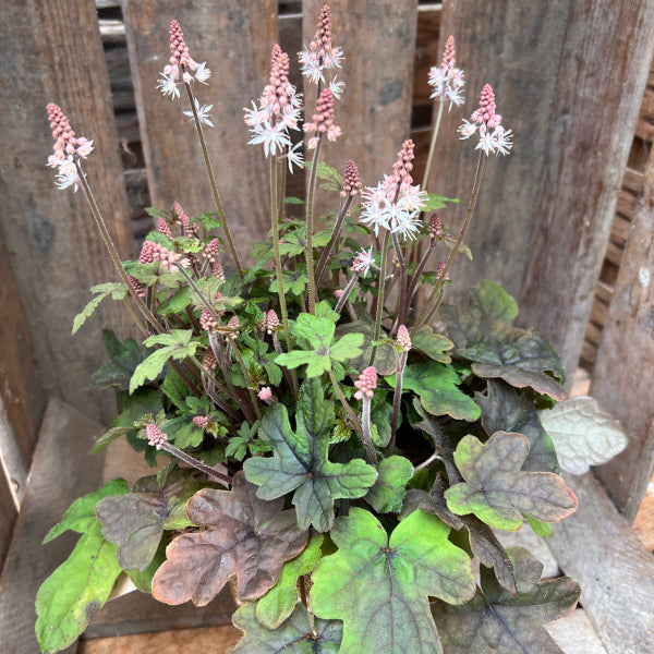 Die teppichbildende Schaumblüte - Tiarella Spring Symphony