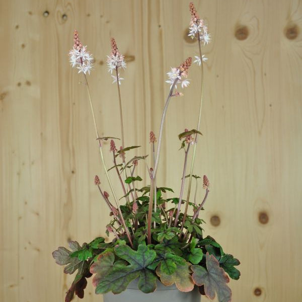 Die teppichbildende Schaumblüte - Tiarella Spring Symphony