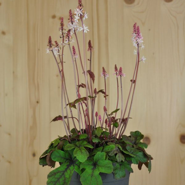 Die teppichbildende Schaumblüte - Tiarella Spring Symphony