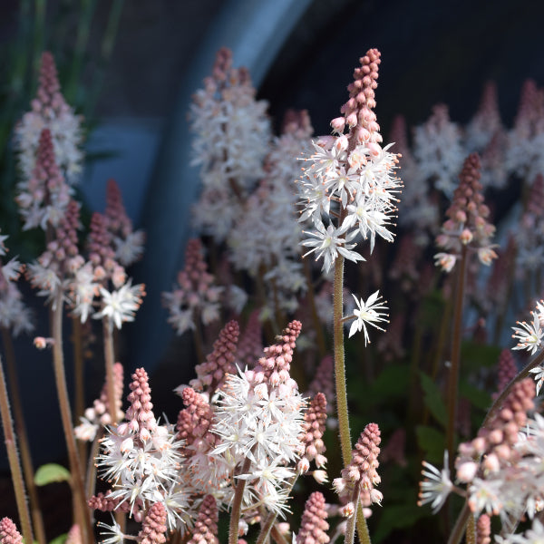 Die teppichbildende Schaumblüte - Tiarella Spring Symphony