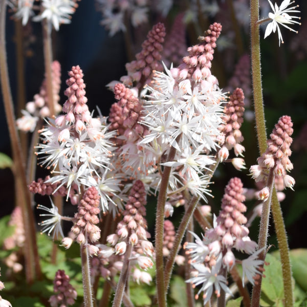 Die teppichbildende Schaumblüte - Tiarella Spring Symphony