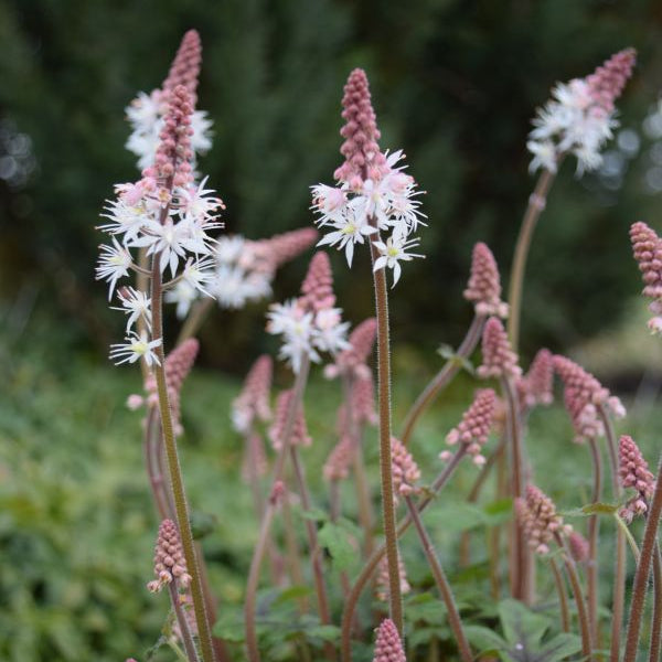 Die teppichbildende Schaumblüte - Tiarella Spring Symphony