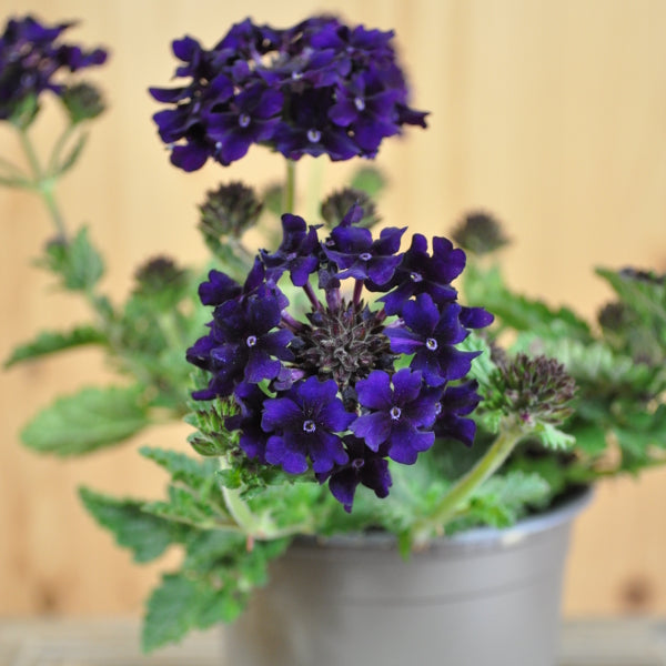 Eisenkraut Lascar Black Velvet im 12er Topf – Sommerflor aus Schweizer Produktion