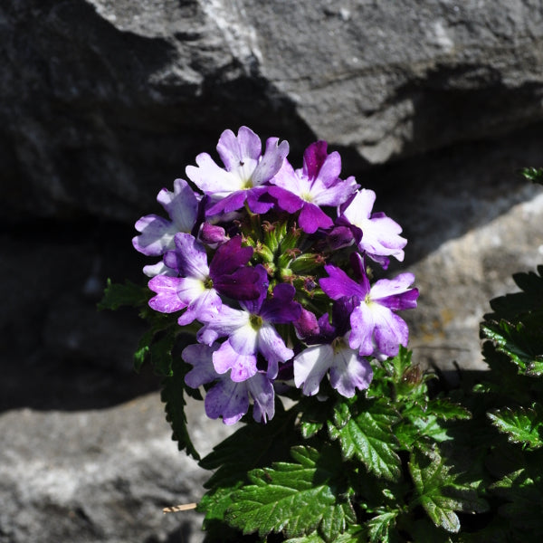 Eisenkraut Lascar Bepo Blue – blauer Sommerflor für Balkon und Garten