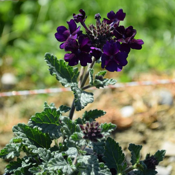 Eisenkraut Lascar Black Velvet im 12er Topf – Sommerflor aus Schweizer Produktion