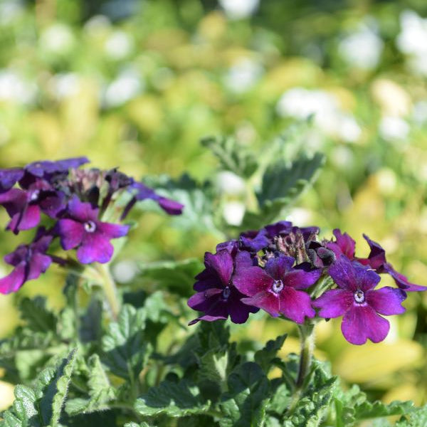 Eisenkraut Lascar Black Velvet im 12er Topf – Sommerflor aus Schweizer Produktion