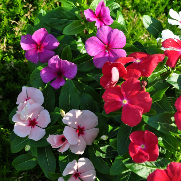 Vinca rosea Pacifica Mix im 12er Topf – Madagaskar-Immergrün aus Schweizer Produktion