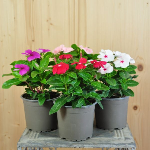 Vinca rosea Pacifica Mix im 12er Topf – Madagaskar-Immergrün aus Schweizer Produktion