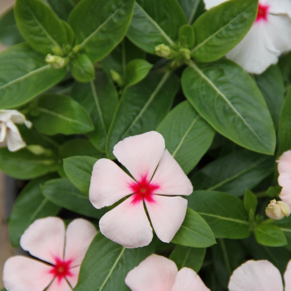 Vinca rosea Pacifica Mix im 12er Topf – Madagaskar-Immergrün aus Schweizer Produktion