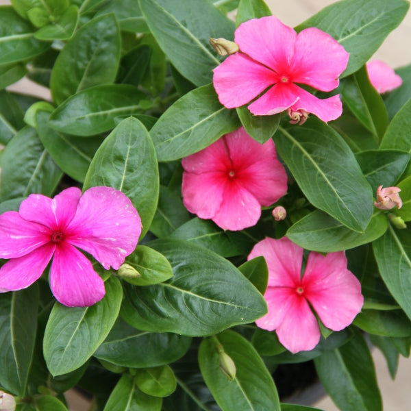 Vinca rosea Pacifica Mix im 12er Topf – Madagaskar-Immergrün aus Schweizer Produktion