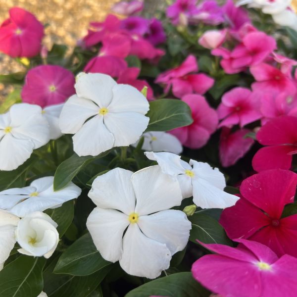 Vinca rosea Pacifica Mix im 12er Topf – Madagaskar-Immergrün aus Schweizer Produktion