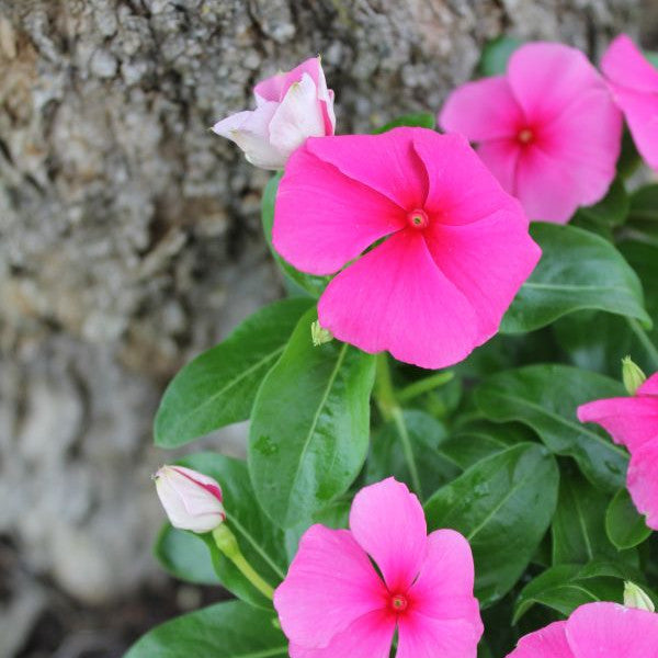 Vinca rosea Pacifica Mix im 12er Topf – Madagaskar-Immergrün aus Schweizer Produktion