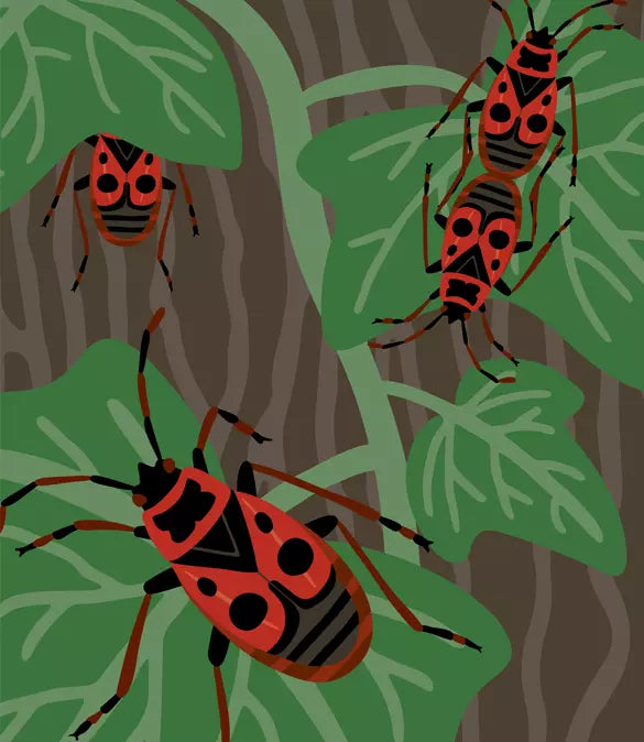 Insektorama – Entdecke und beobachte die faszinierende Welt der Insekten