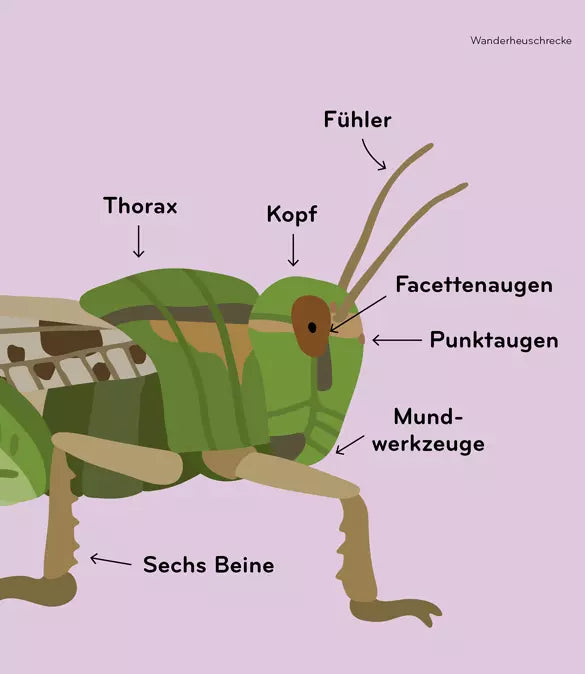 Insektorama – Entdecke und beobachte die faszinierende Welt der Insekten