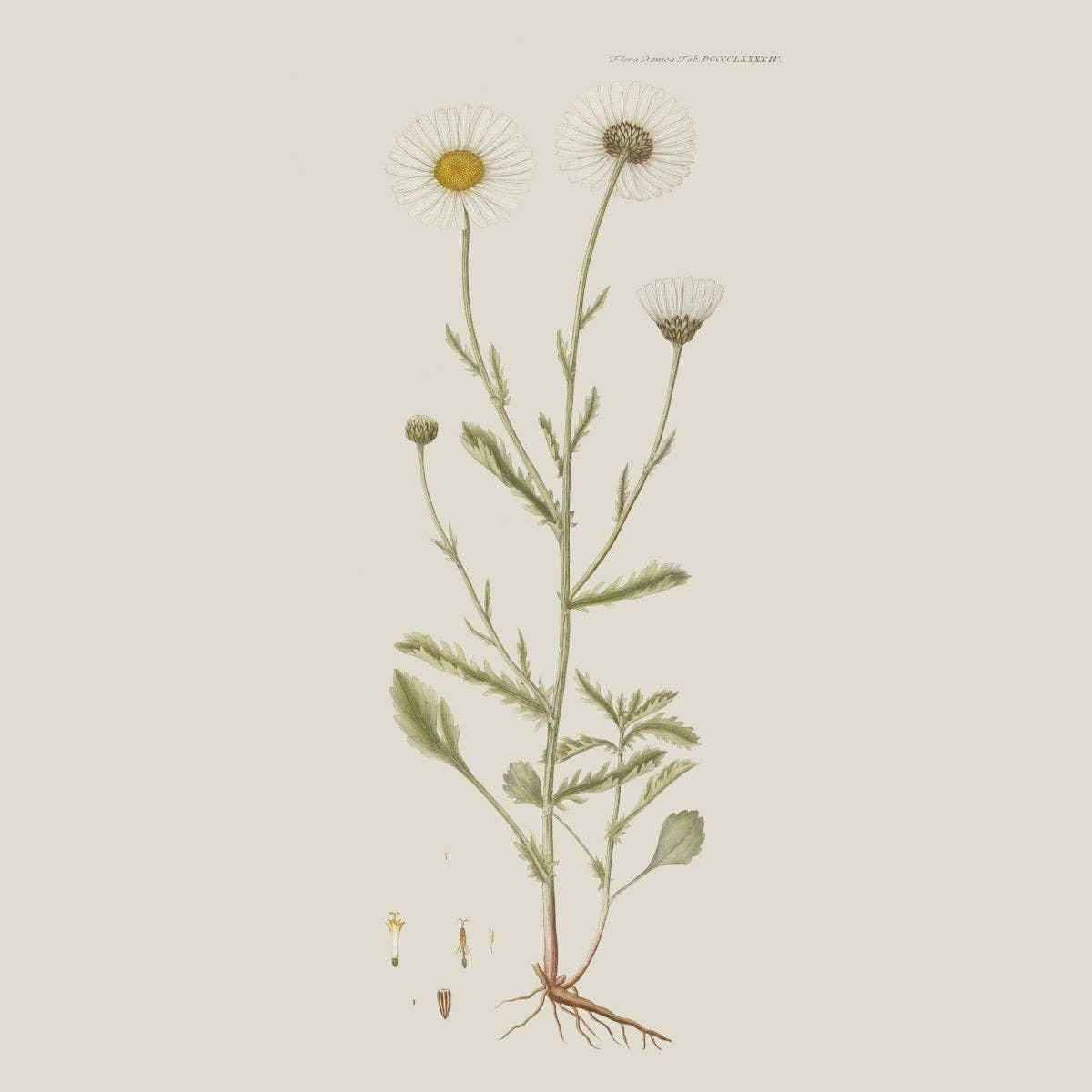 Four Square Daisy Seidenschal
