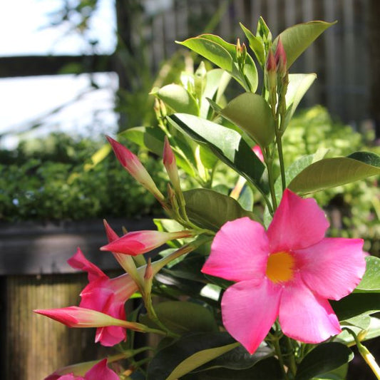 Dipladenia Bella Pink – Trichterblüte als farbenfroher Sommerflor